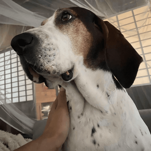 「愛犬シーちゃん」（東出昌大さんのnoteより）