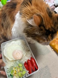 メインはタコさんウィンナー。緑と赤で彩をプラス／寺田紀久子さん（loveloveday_k）提供