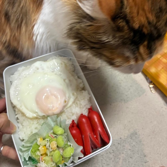 メインはタコさんウィンナー。緑と赤で彩をプラス／寺田紀久子さん（loveloveday_k）提供