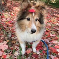 鏡に写る自分の姿を見つめていたシェルティ、ライムくん（提供：上原孝行：訪問美容師×作業療法士 さん)