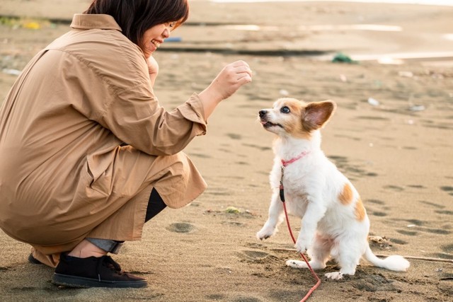 飼い主さんと向き合って座るひめちゃん（画像提供：ひめたそ 17歳ミックス犬さん）