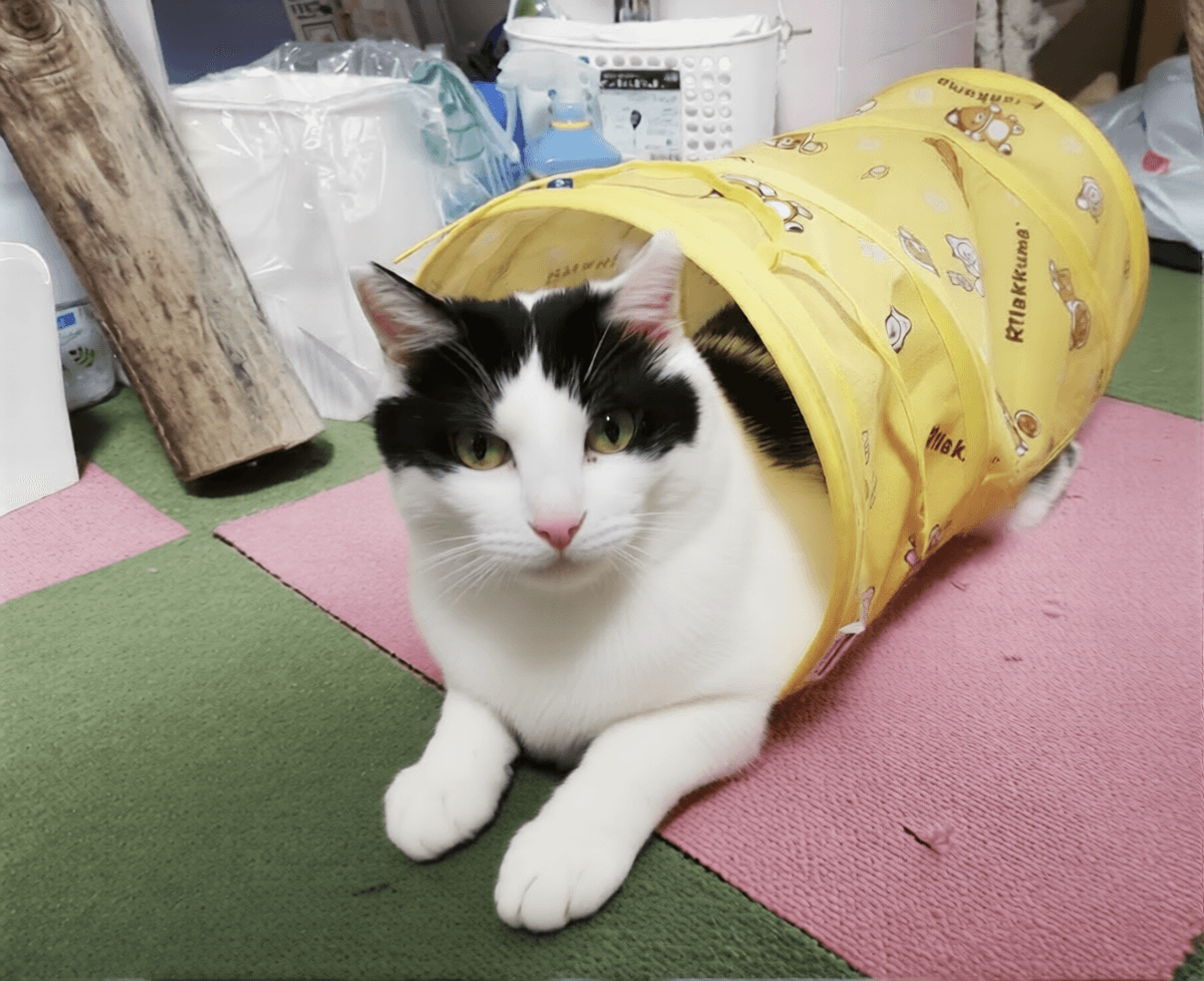 トンネルでくつろぐはっちゃん。近づくと怒ります