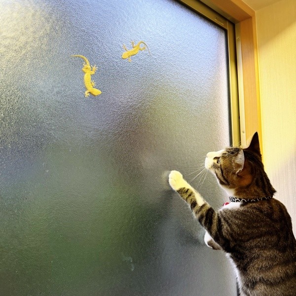 2匹のヤモリが来たことも！ 思わず二足立ちをして見つめるチョコくん（画像提供：Kamui_310さん）