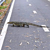 タイで遭遇したミズオオトカゲ。迫力ある姿にびっくり（画像提供：小野寺隼さん）