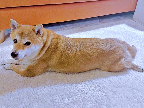 のんびり寝そべるころっけくん（画像提供：Threads／@north_017さん）