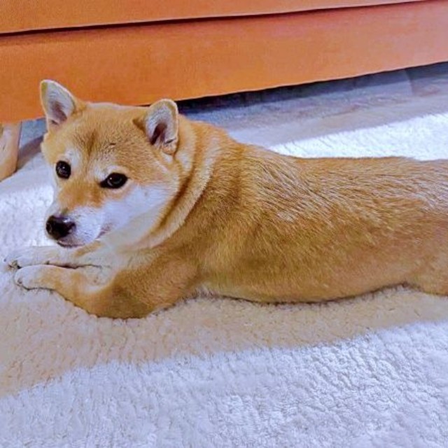 のんびり寝そべるころっけくん（画像提供：Threads／@north_017さん）