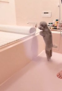 転がるお風呂のふたに大興奮のエマちゃん（提供：エマです！さん）