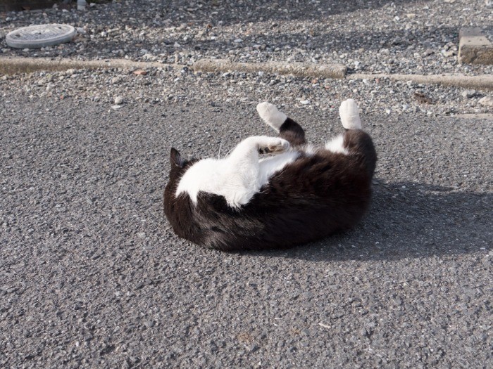 のらねこ ◇ のらねこ◇ on X: 