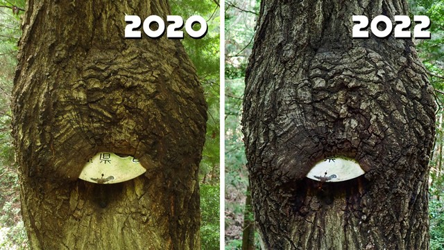 ２０２０年、２０２２年の様子。 ※ナノレカワさん提供