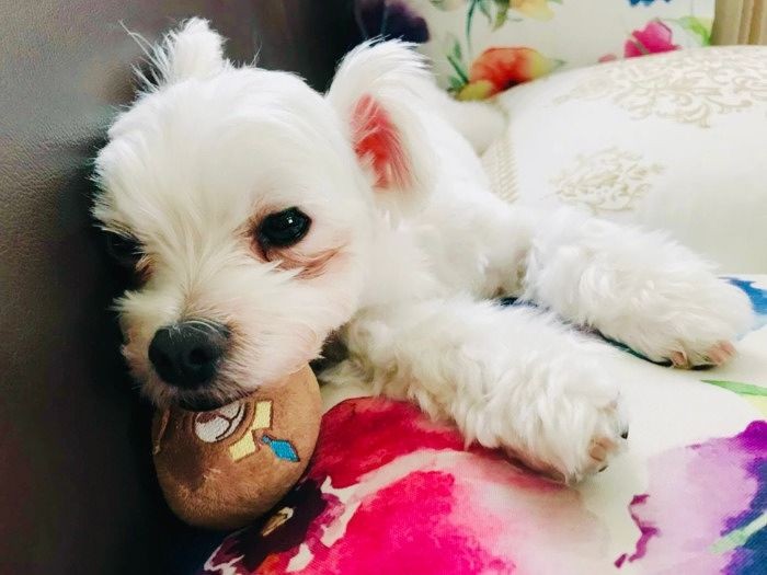 りんごが旅立ったあと、がっくり落ち込み痩せてしまったミルキー