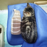 保護当時のぺこちゃん。350mlのペットボトル湯たんぽと比較（画像提供：がっちゃん（がつこ）さん）