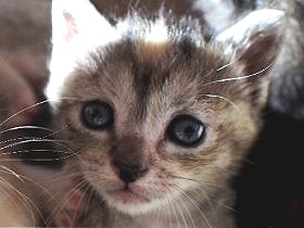 子猫の世話に奮闘するミルクボランティア　送り出す先にある喜び