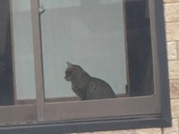 SNSに投稿されていた写真の一部を拡大したもの。ヘイヘイくんは現在もV-CATS JAPANが保護に向け活動中