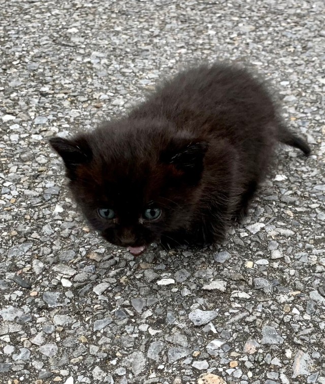 【ビフォー写真】拾った頃の黒猫トトちゃん（おすんしぃさん提供）