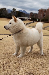 「冬」のはくくん。二重顎だし足も短い…（提供：はく さん）