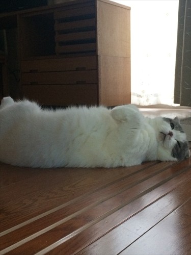 夏になるとよく床に落ちて寝ていたそう（かおりさん提供）