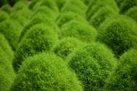提供：国営讃岐まんのう公園