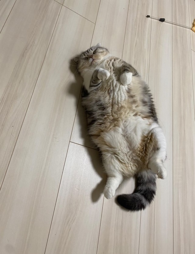 いろんな姿でいつも飼い主さんを癒してくれる小夏ちゃん（提供）