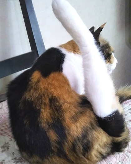 体操もこの通り