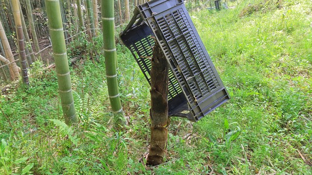 タケノコの成長速度に仰天！Xで話題に(「野食に詳しいミユbot」さん提供)