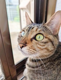 ニャルソックに励むたまちゃん（画像提供：にゃんこ先生さん）