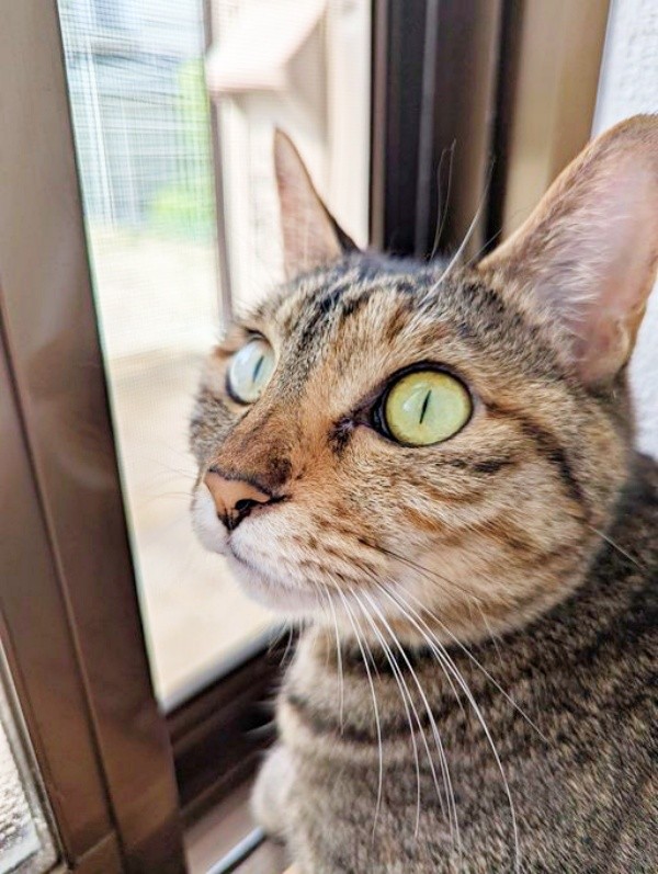 ニャルソックに励むたまちゃん（画像提供：にゃんこ先生さん）