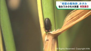 水族館でホタルを展示　生息数減少で繁殖に取り組む　仙台うみの杜水族館