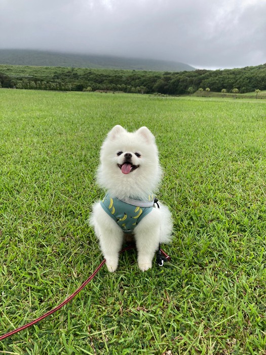 八丈島の大自然をいつも貸し切り状態で堪能しています（提供：タレ目の犬(ポメラニアン)さん）