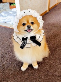 おめかししたニコリちゃん（画像提供：ニコリ （ポメラニアン）さん）
