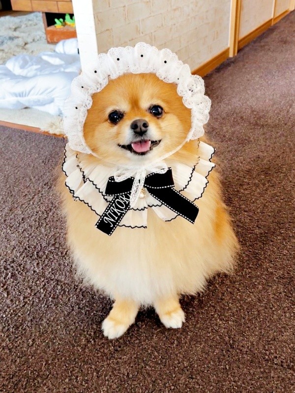 おめかししたニコリちゃん（画像提供：ニコリ （ポメラニアン）さん）
