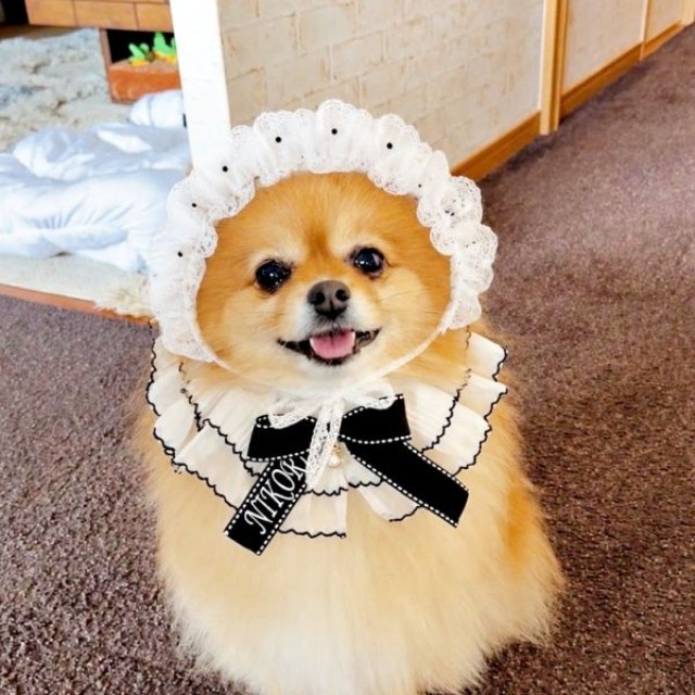 おめかししたニコリちゃん（画像提供：ニコリ （ポメラニアン）さん）