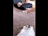 へそ天でくつろぐあるじくん。飼い主さんがおもちゃを取ってとぽむきちくんに伝えるとーー（画像提供：wanwanさん）