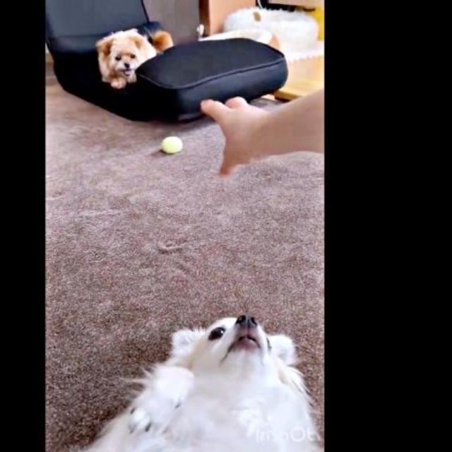 へそ天でくつろぐあるじくん。飼い主さんがおもちゃを取ってとぽむきちくんに伝えるとーー（画像提供：wanwanさん）