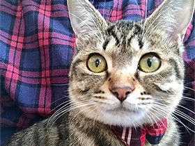 額にしっかり「Ｍ」マーク　元野良猫のキジトラ「ミーシャ」