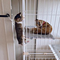 さごしちゃんにちょっかいをかける先住のかつおちゃん（画像提供：ネムノキさん）