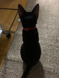 可愛い後ろ姿･･･魔女の宅急便のジジみたい