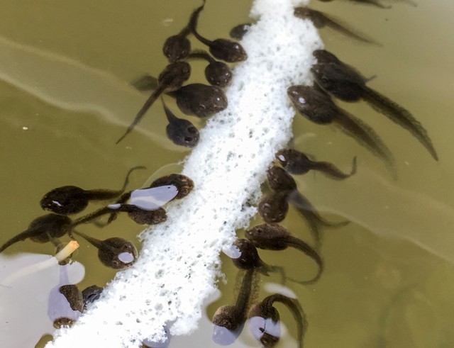 オタマジャクシの好物は意外や食パン