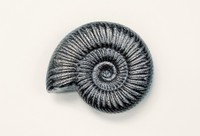 水を沸かすときにヤカンや鍋に入れるための「鉄のアンモナイト」(2530円)。鉄分の補給にもなるといわれ、黒豆を炊く時の色付けにも(菊地海人さんTwitterより)