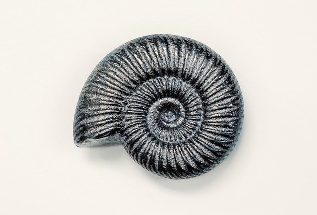 水を沸かすときにヤカンや鍋に入れるための「鉄のアンモナイト」(2530円)。鉄分の補給にもなるといわれ、黒豆を炊く時の色付けにも(菊地海人さんTwitterより)