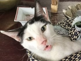 市場のそばは猫多し　パレスチナ猫事情