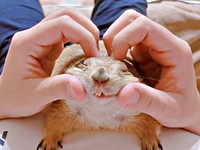 発情期間のこゆきちゃん。飼い主さんは寄り添いつつ愛情を注いでいます（画像提供：こゆきさん）