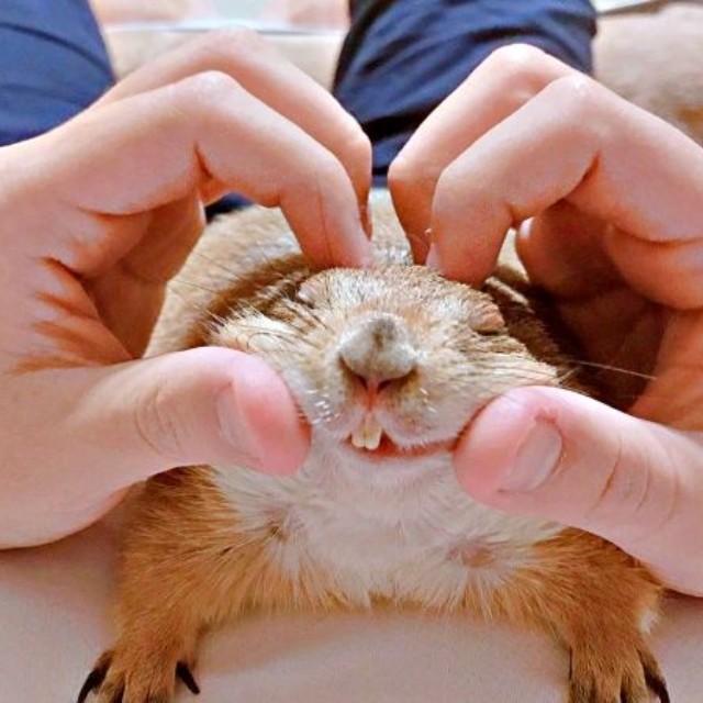 発情期間のこゆきちゃん。飼い主さんは寄り添いつつ愛情を注いでいます（画像提供：こゆきさん）