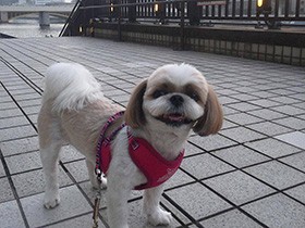 写真を撮るときはいつもカメラ目線　シーズーの「まみ」