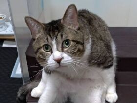 近づく人をシャーッと威嚇し「ならず者」と呼ばれた猫　今はとびきりの甘えん坊に変身