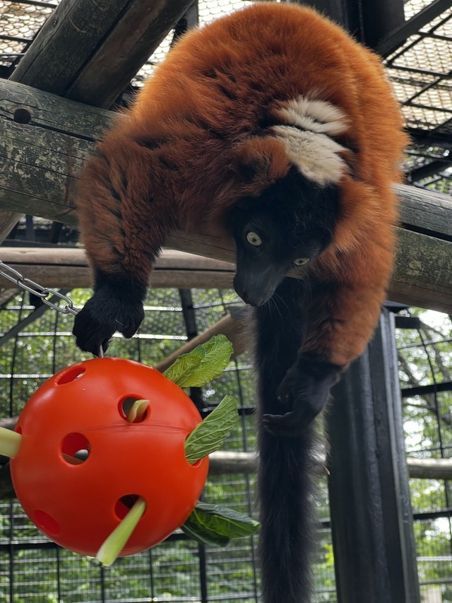ボールの中に小松菜が入っている