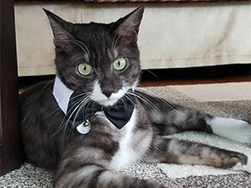 蝶ネクタイが格好いいね　サバトラ猫の「ルイ」