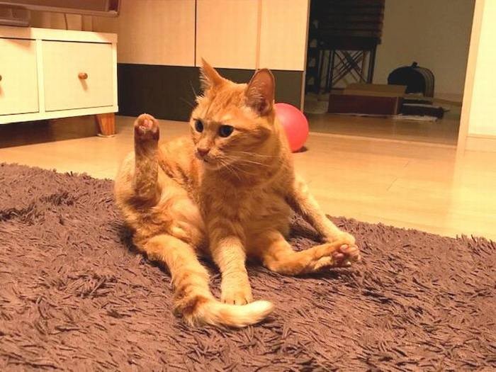 ただし、知らない音には敏感に反応する