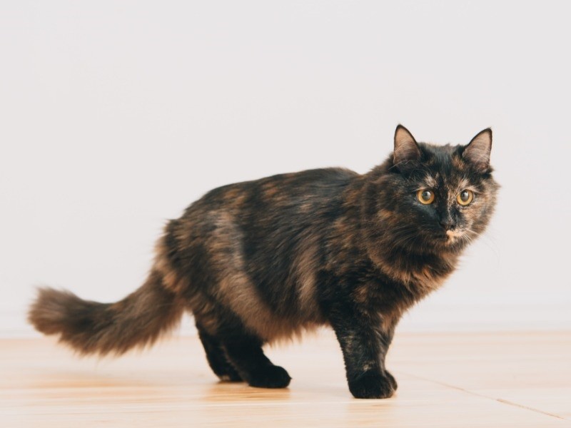 ぴたっとポーズをキメて