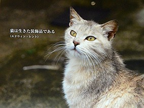 守ろうネコの命！　かわいい「ねこともカレンダー」、販売中