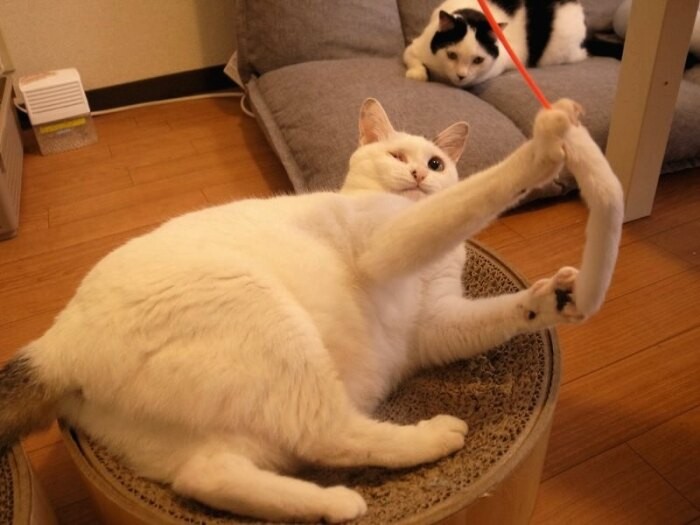 動くおもちゃが大好き